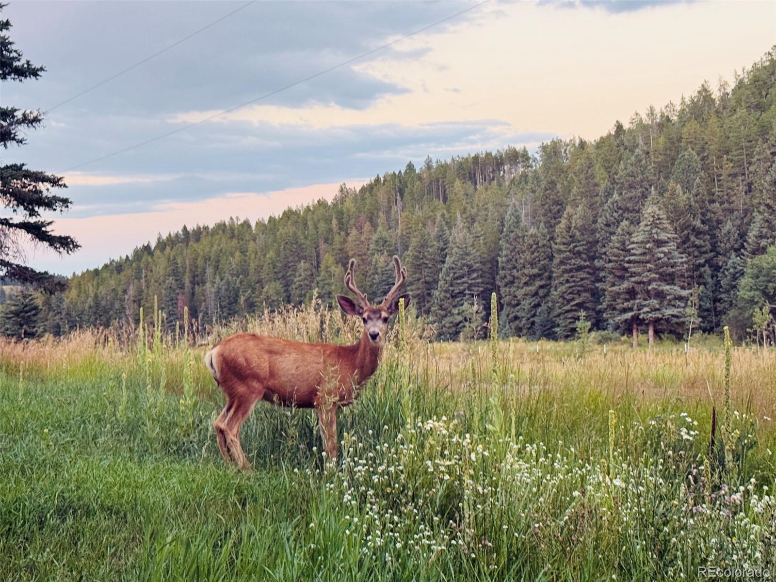 MLS Image #37 for 26955  stagecoach road,conifer, Colorado