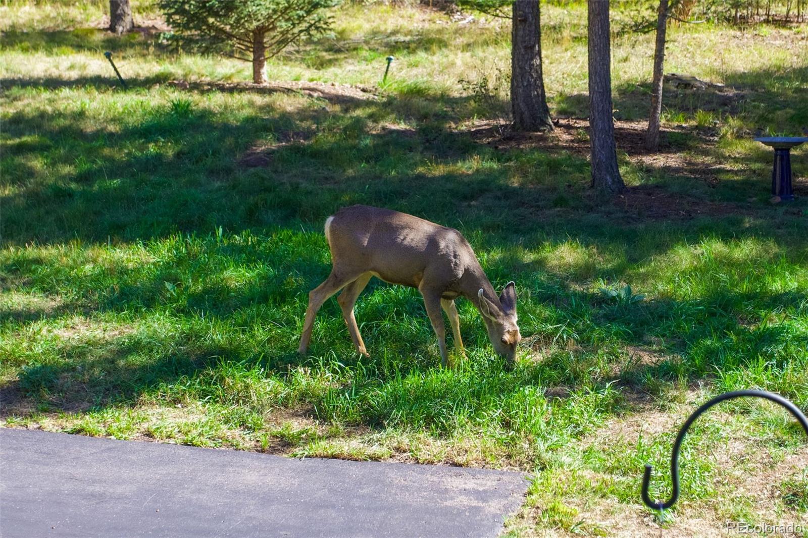 MLS Image #36 for 9269  william cody drive,evergreen, Colorado