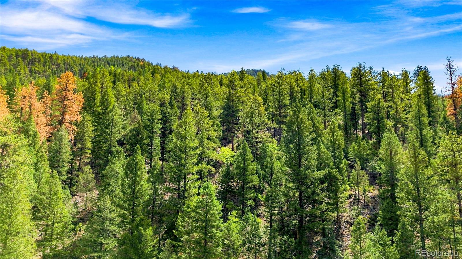 MLS Image #31 for 812  soda creek road,idaho springs, Colorado