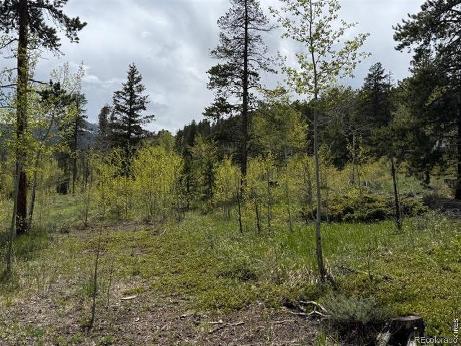 MLS Image #17 for 13348  pingree park road,bellvue, Colorado