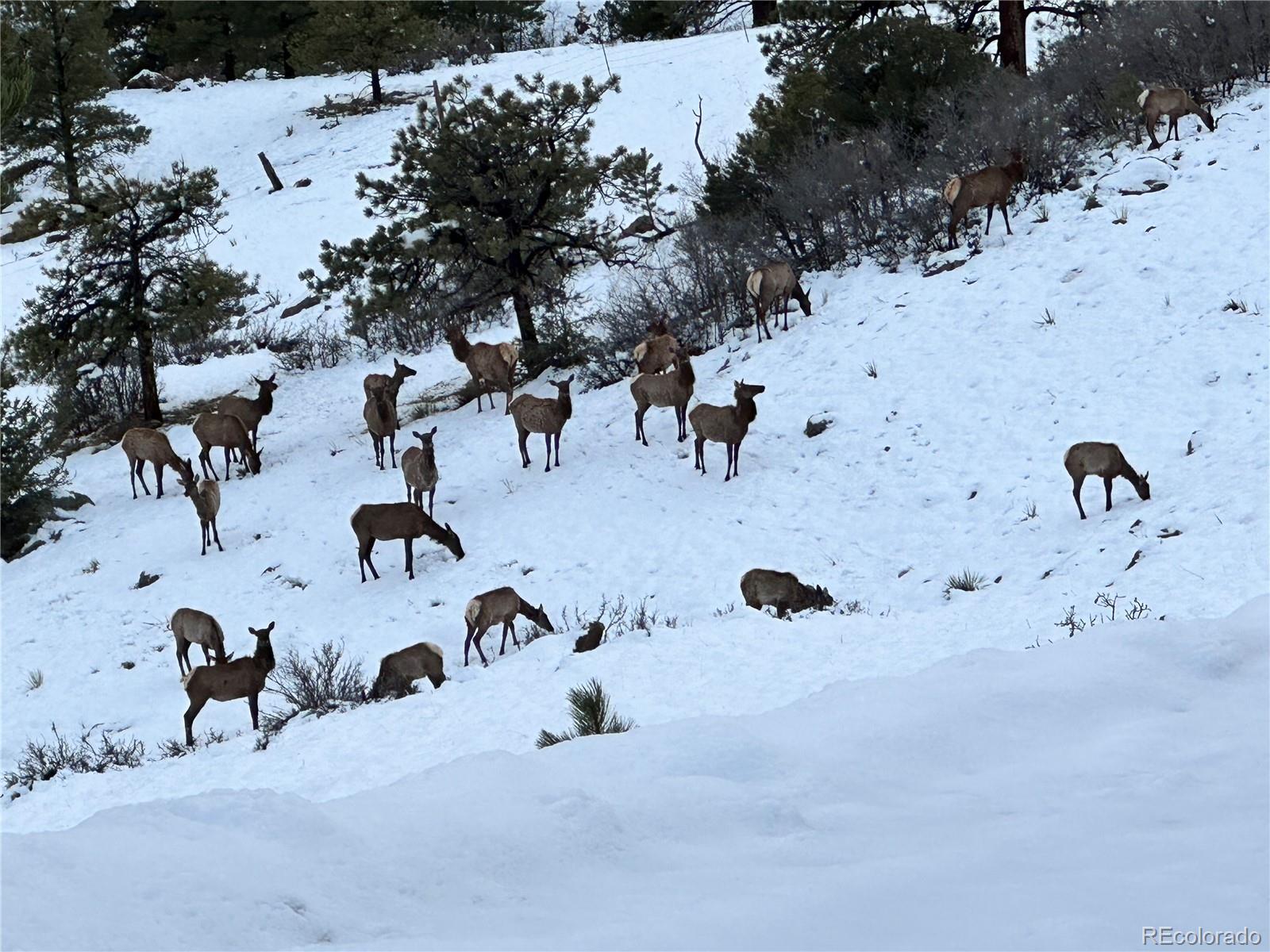MLS Image #44 for 92  bear trax ,canon city, Colorado
