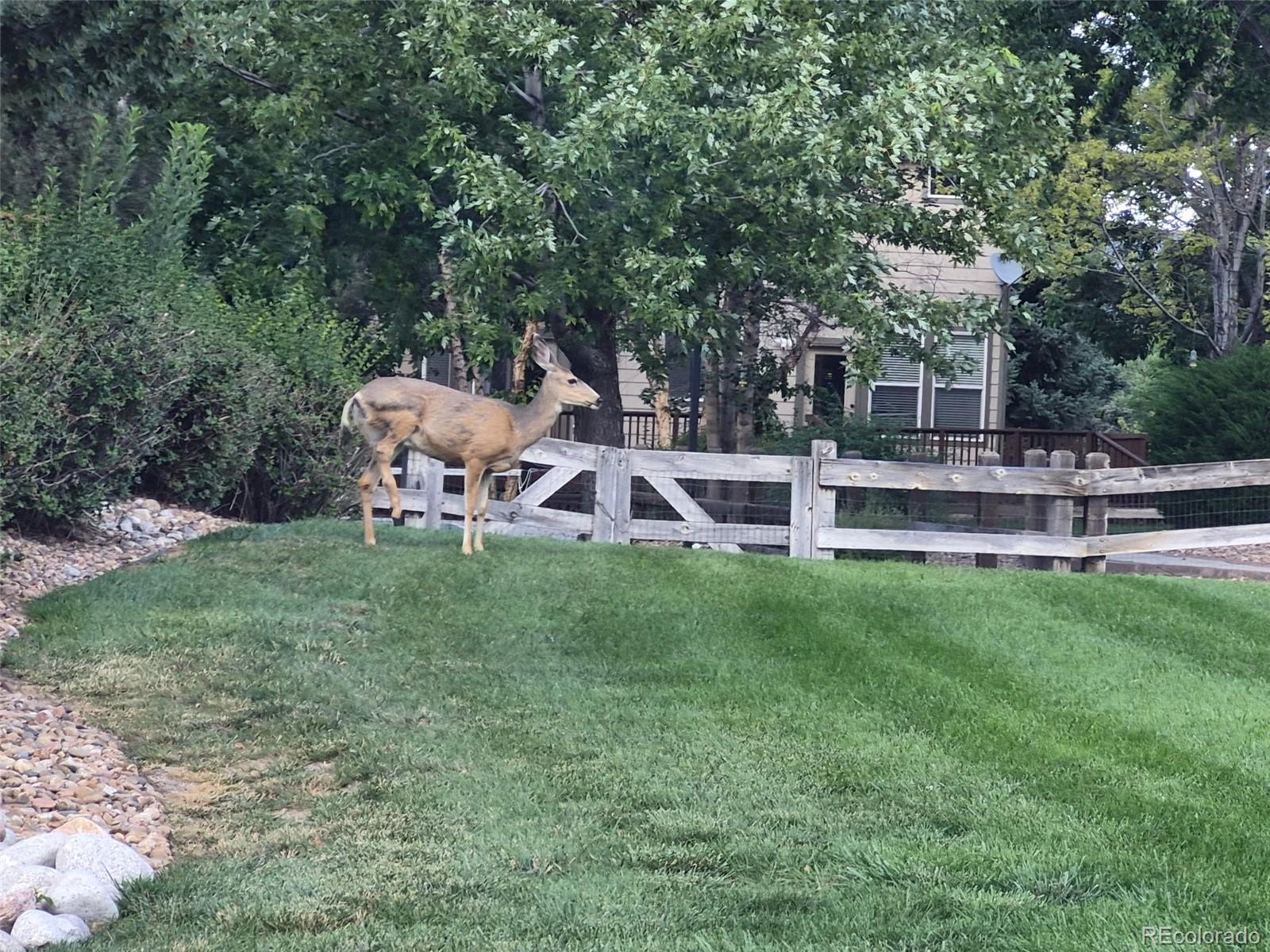 MLS Image #5 for 3205  coyote hills court,castle rock, Colorado