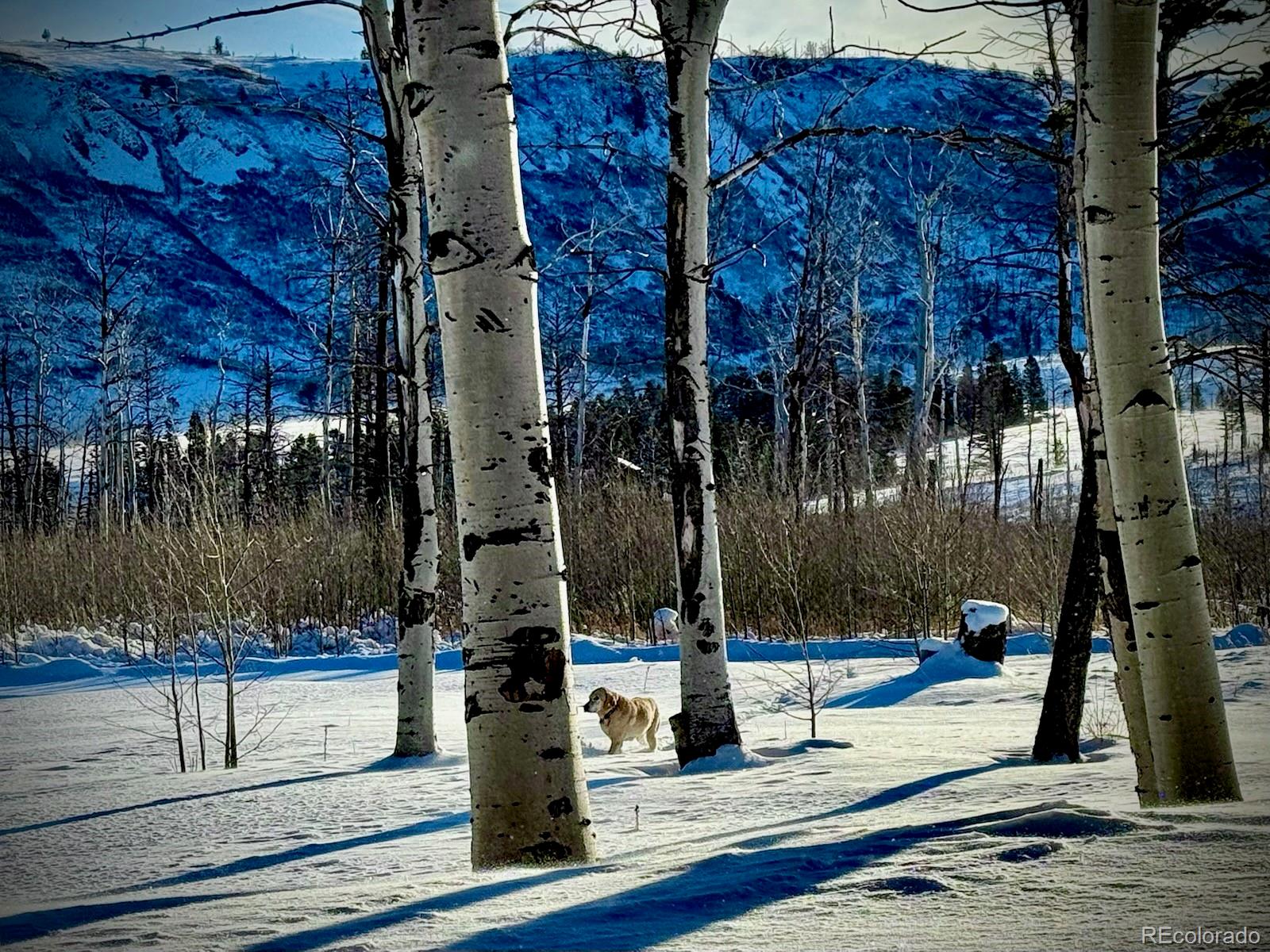MLS Image #40 for 277  thompson road,la veta, Colorado