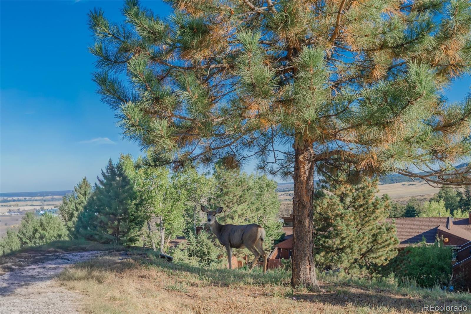 MLS Image #42 for 4500  sentinel rock ,larkspur, Colorado