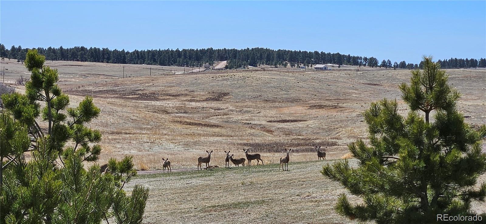 MLS Image #7 for 7190  nautique circle,larkspur, Colorado