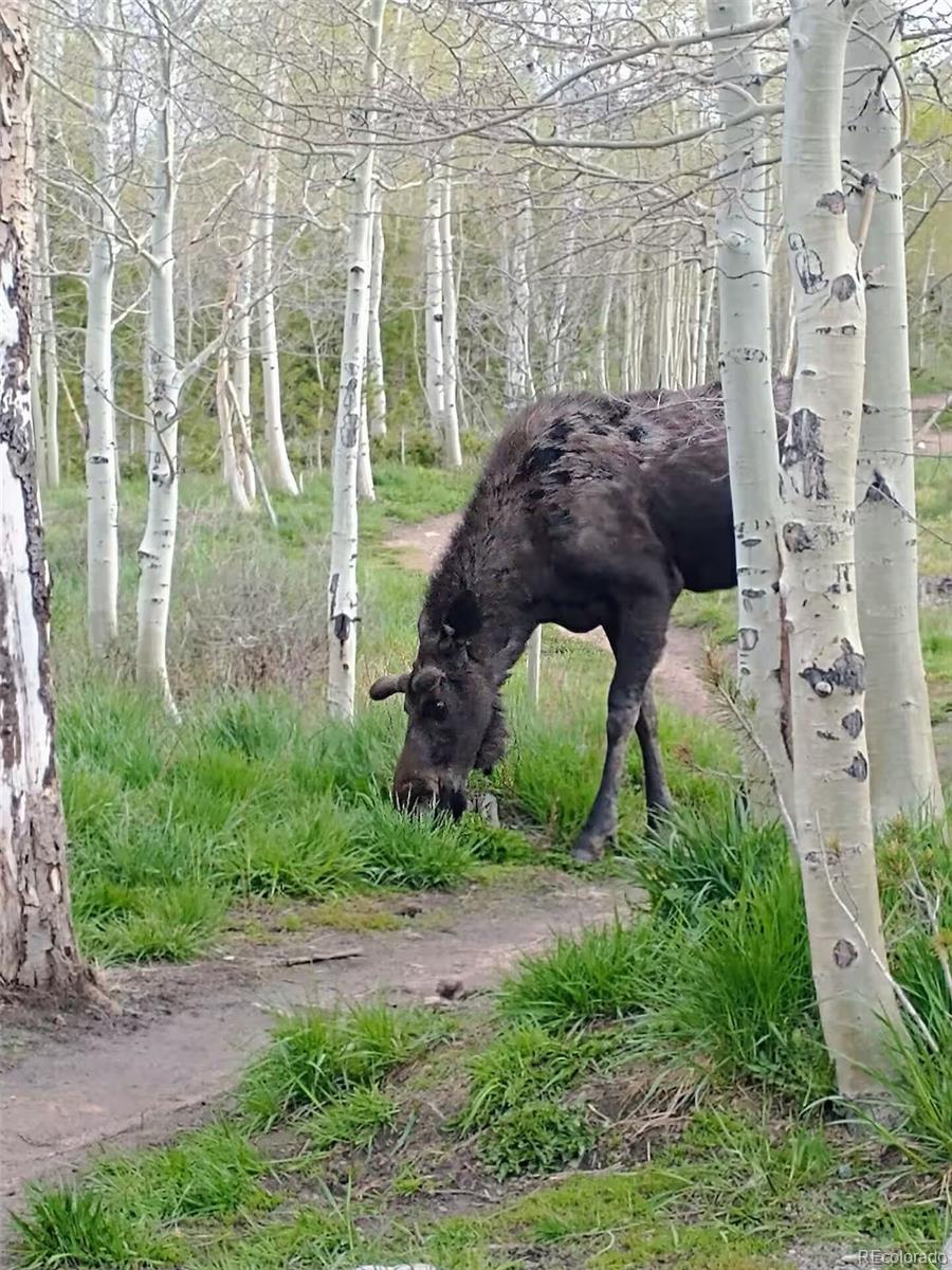 MLS Image #23 for 9876  ryan gulch road,silverthorne, Colorado