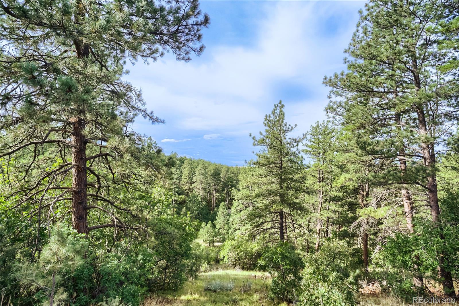 MLS Image #39 for 10996  deerfield road,franktown, Colorado