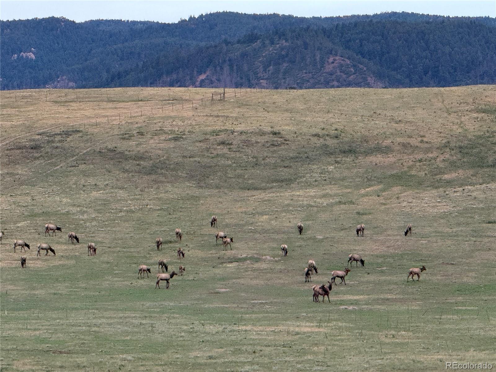 MLS Image #3 for 11001  spruce mountain road,larkspur, Colorado
