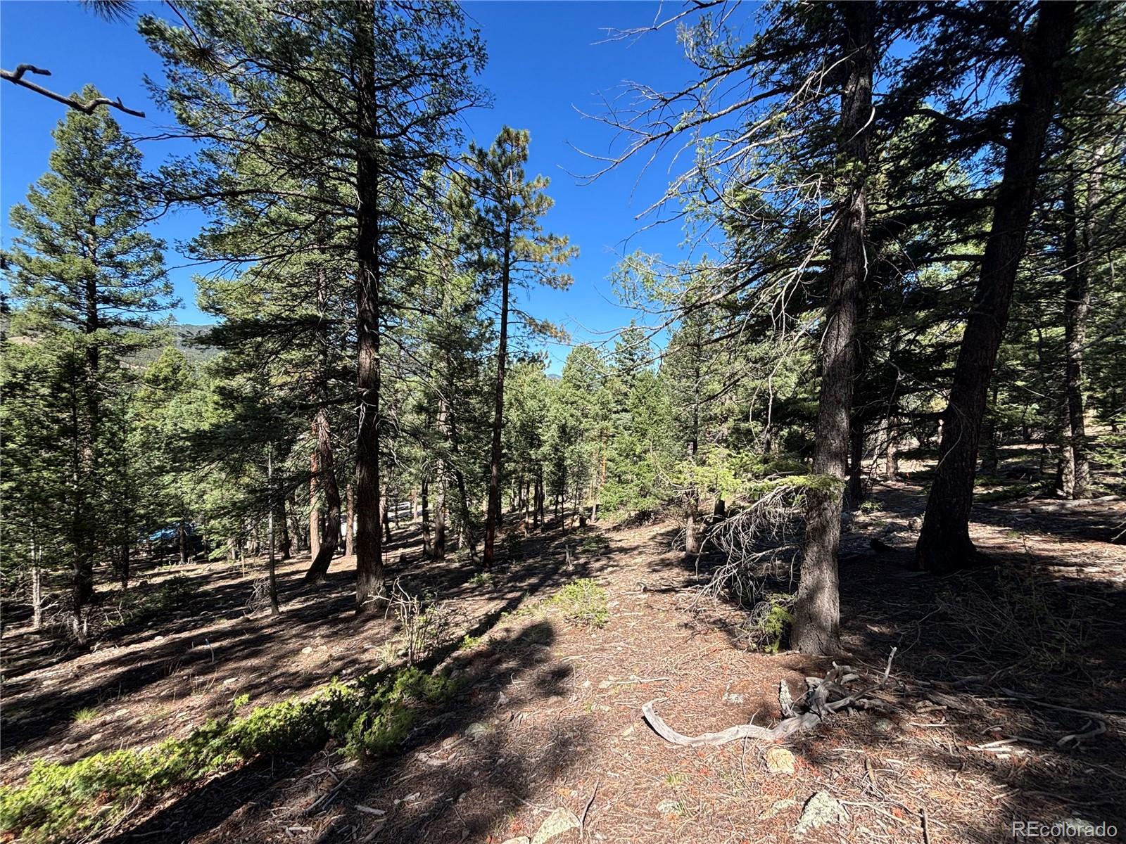 MLS Image #6 for 26460  pleasant park road,conifer, Colorado