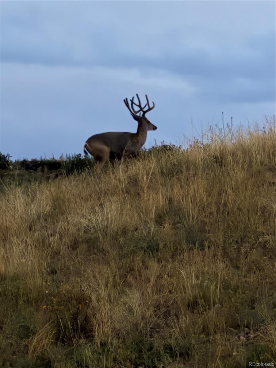 MLS Image #39 for 3636  rucksack court,castle rock, Colorado