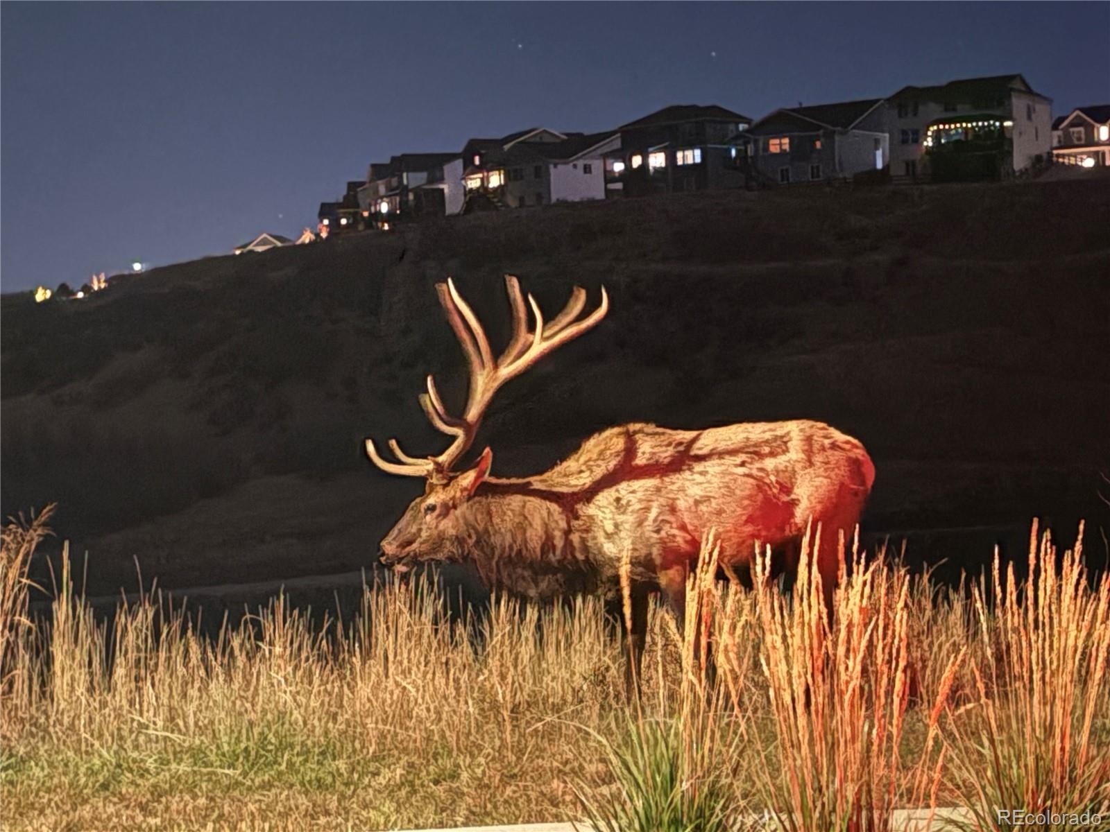 MLS Image #40 for 3636  rucksack court,castle rock, Colorado