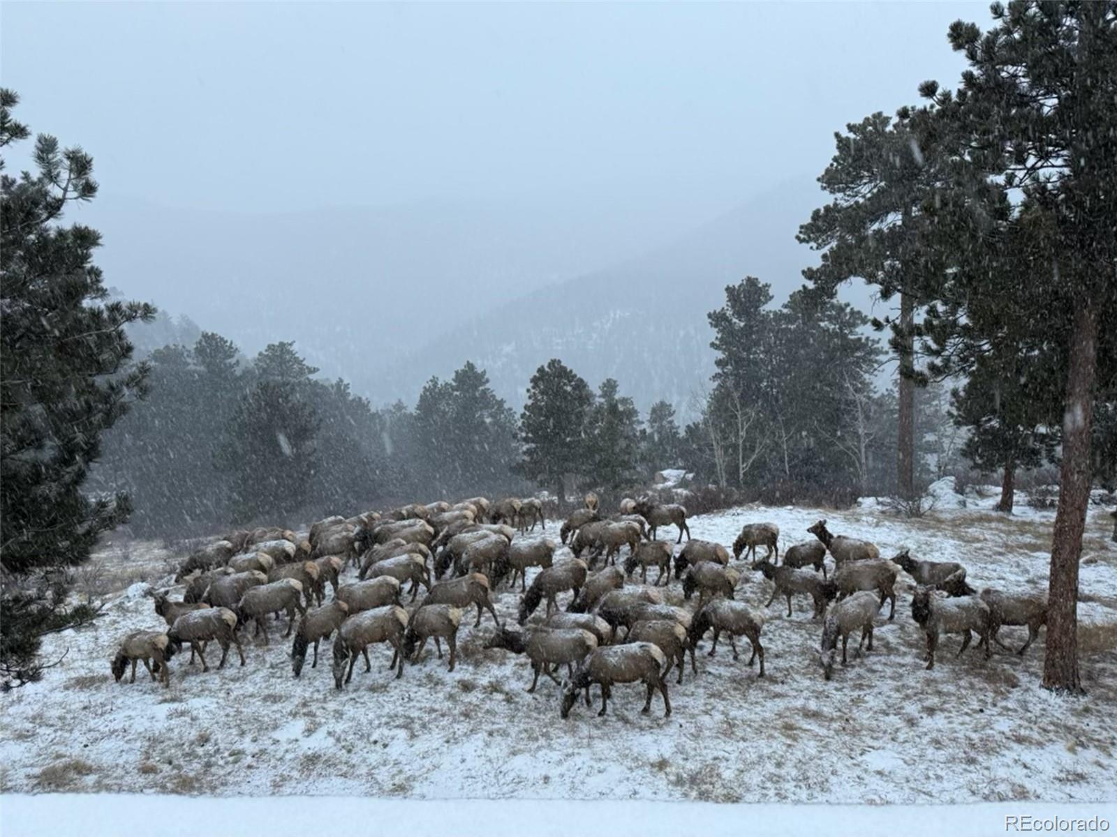 MLS Image #48 for 3612  ridge road,nederland, Colorado