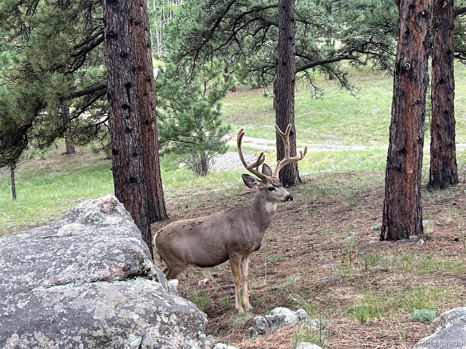 MLS Image #36 for 1053  yellow pine drive,bailey, Colorado