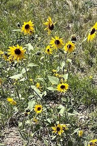 MLS Image #43 for 1053  yellow pine drive,bailey, Colorado