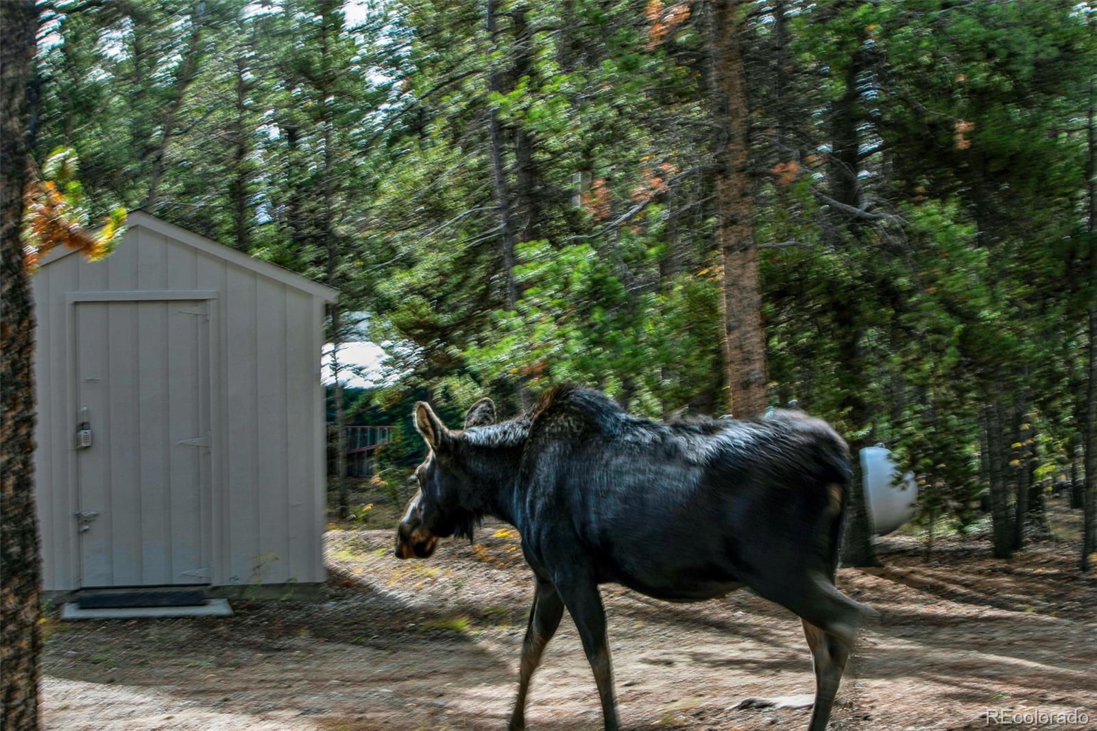 MLS Image #28 for 768  coil drive,fairplay, Colorado
