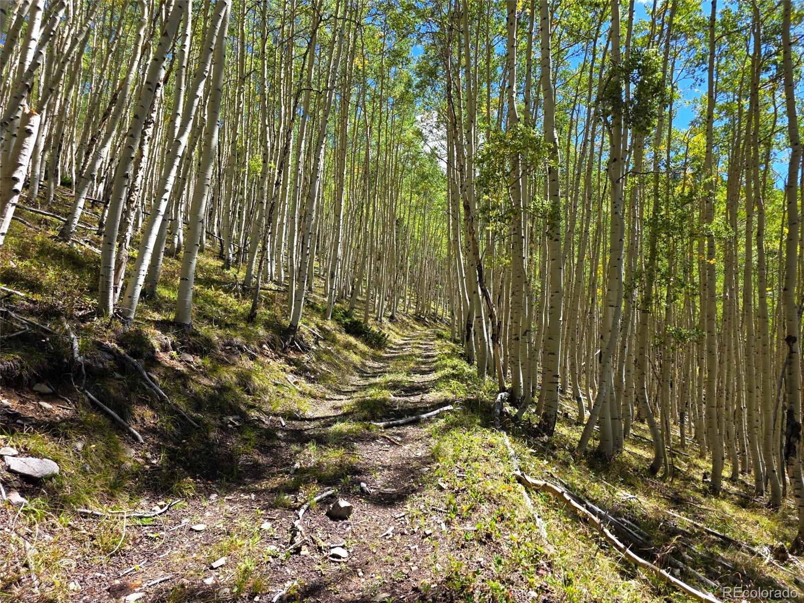 MLS Image #11 for 840  forest service road 890 ,white pine, Colorado