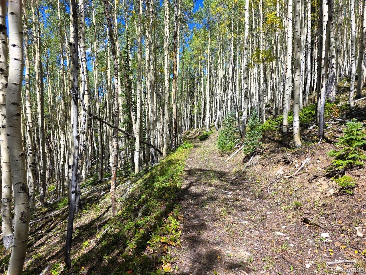 MLS Image #16 for 840  forest service road 890 ,white pine, Colorado