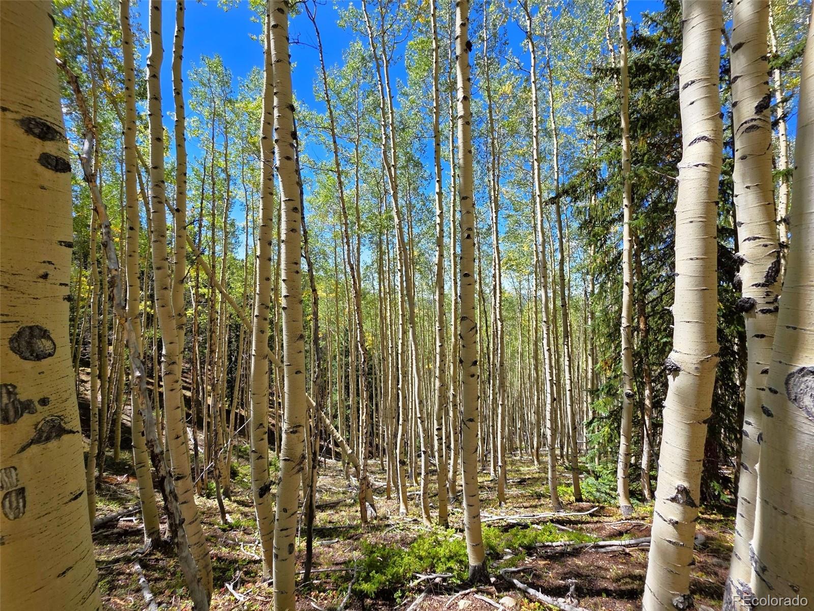 MLS Image #17 for 840  forest service road 890 ,white pine, Colorado