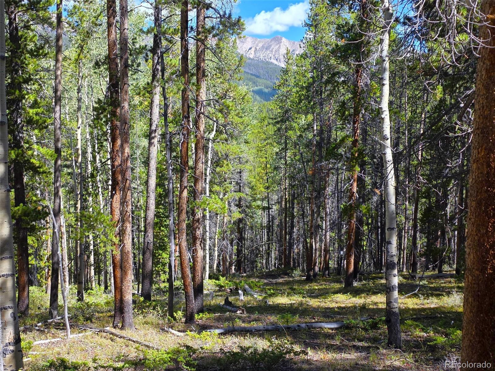 MLS Image #5 for 840  forest service road 890 ,white pine, Colorado