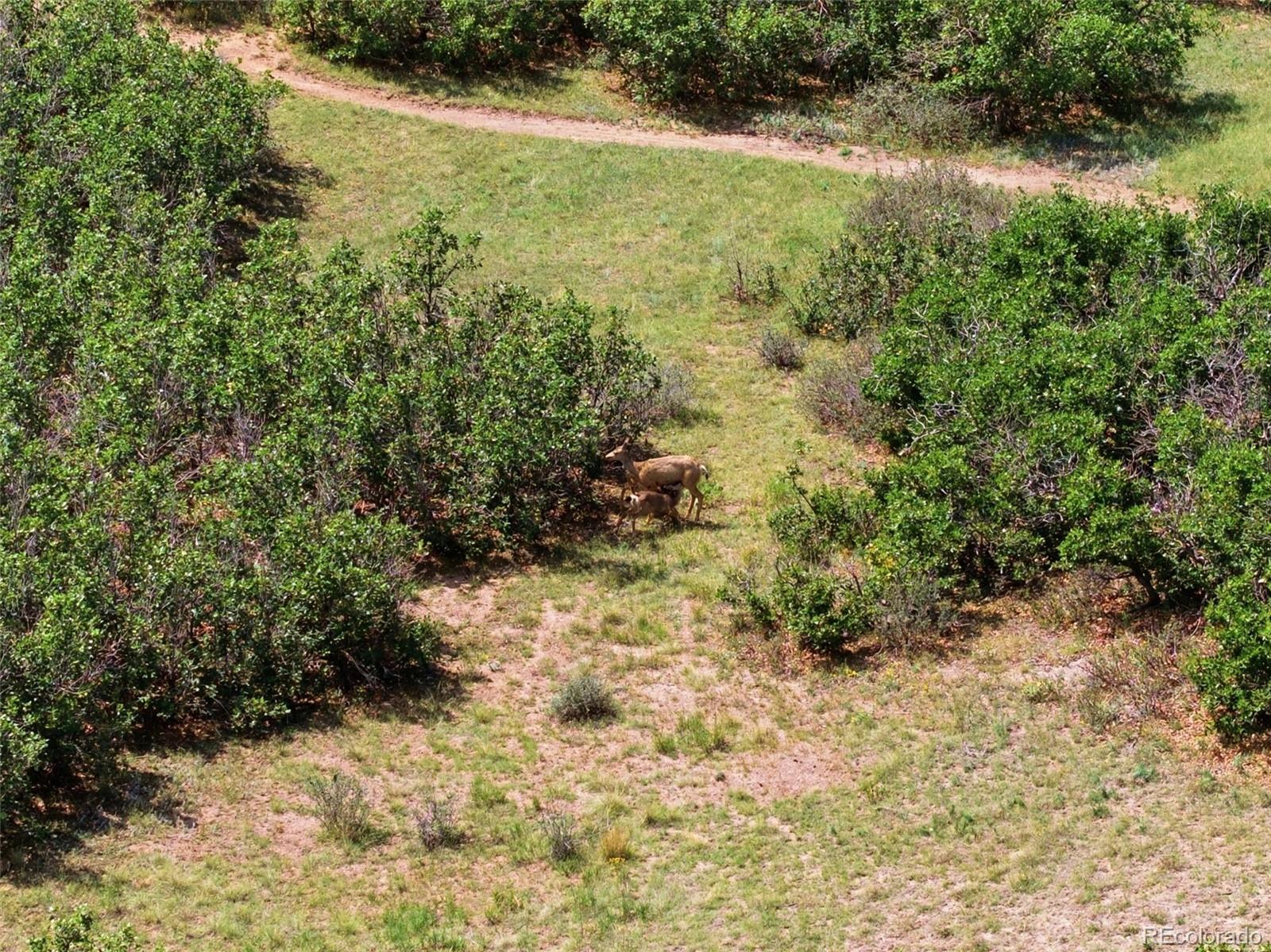 MLS Image #30 for 6850  oak canyon circle,castle pines, Colorado
