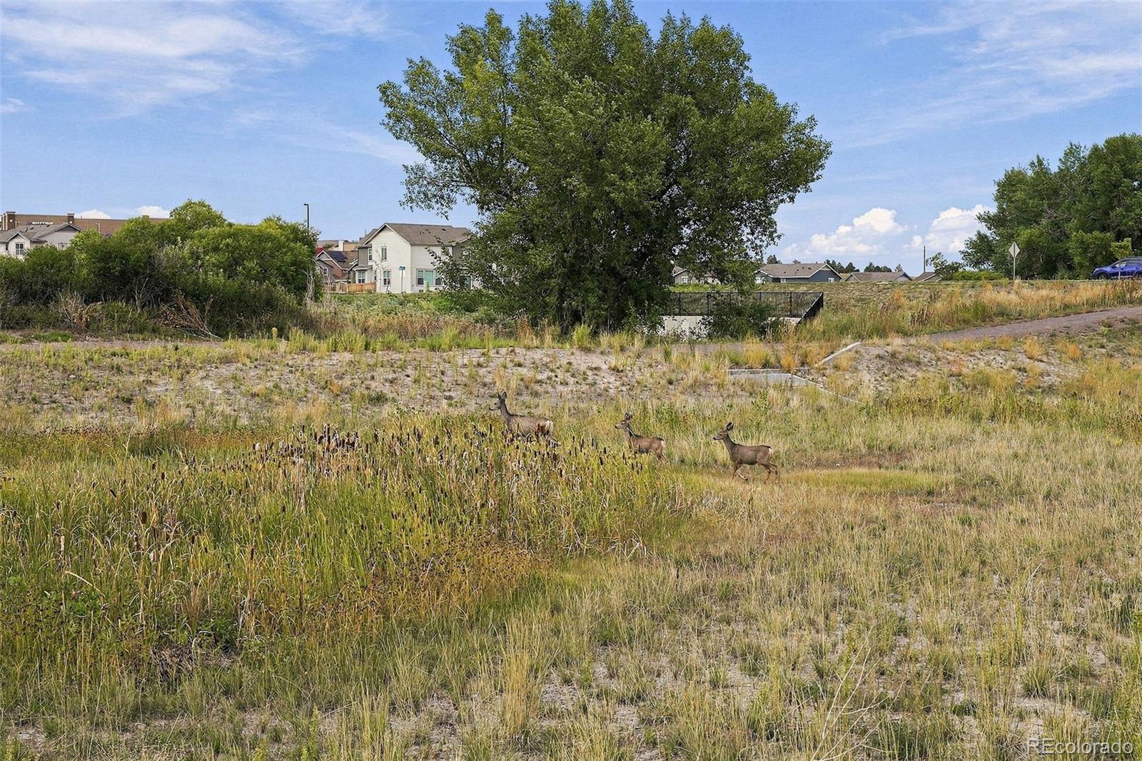 MLS Image #36 for 903 w beverly street,elizabeth, Colorado