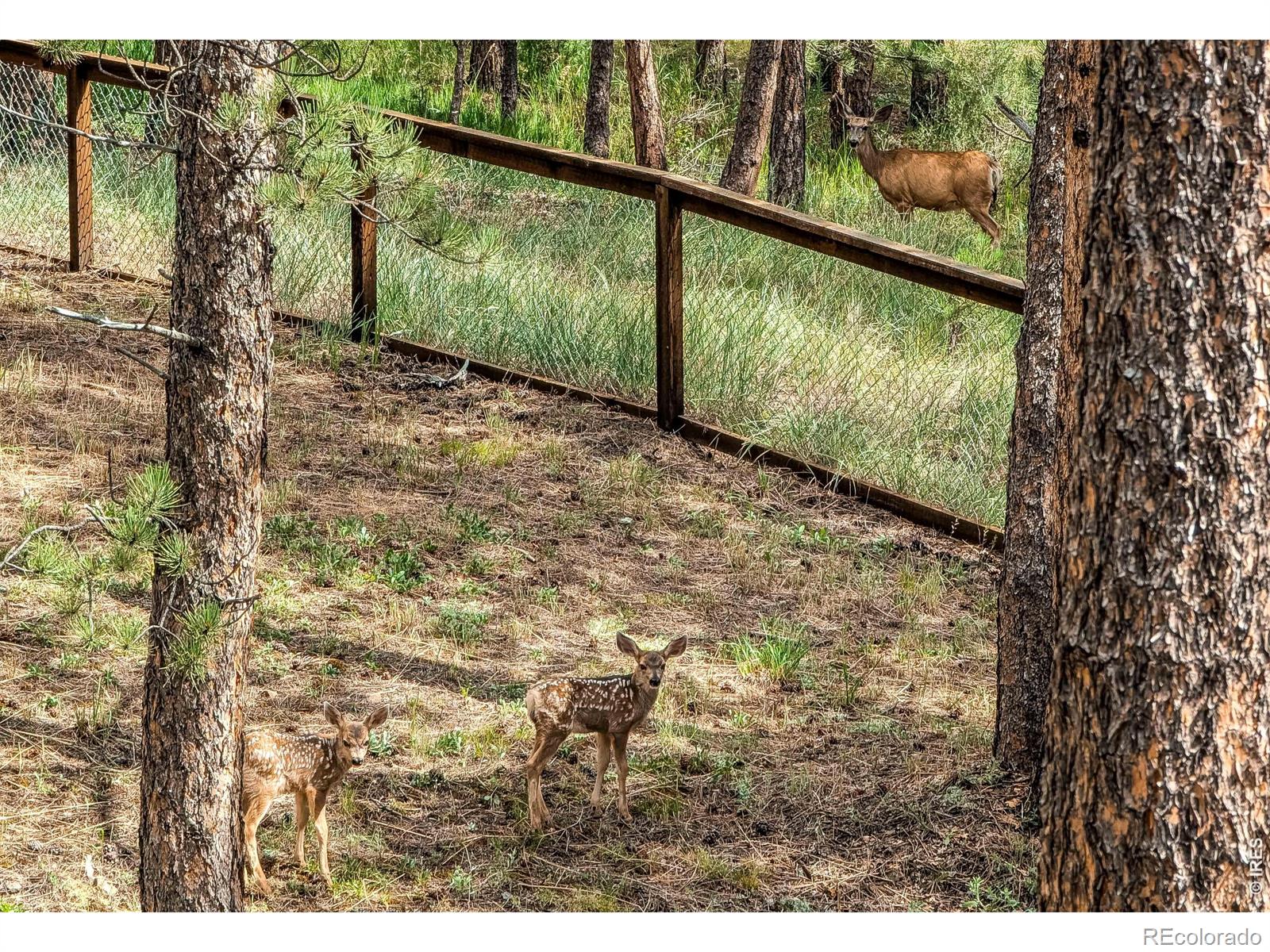 MLS Image #5 for 166  cherokee road,lyons, Colorado