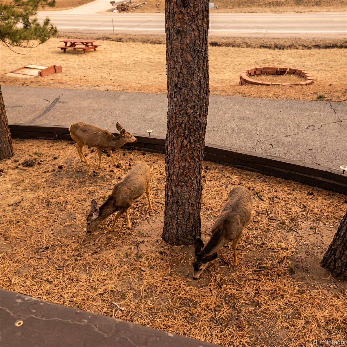 MLS Image #48 for 28653  meadow drive,evergreen, Colorado