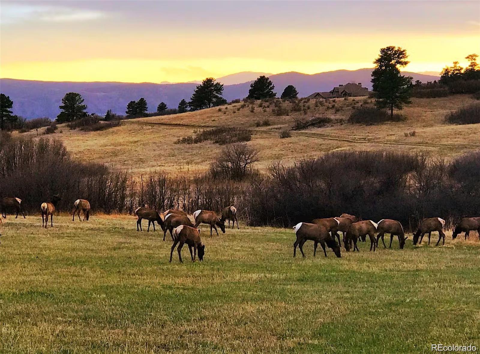 MLS Image #49 for 1033  anaconda drive,castle rock, Colorado