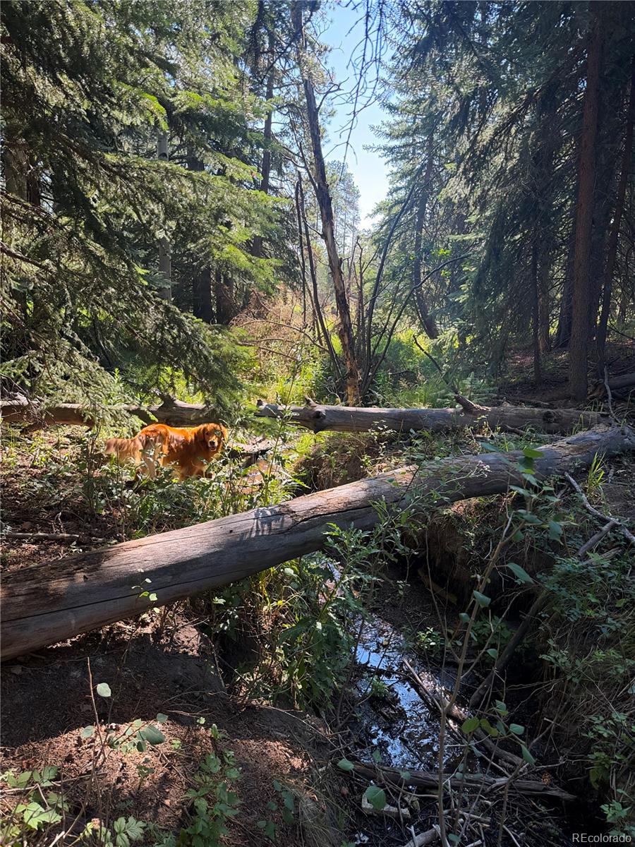 MLS Image #43 for 8481 s warhawk road,conifer, Colorado