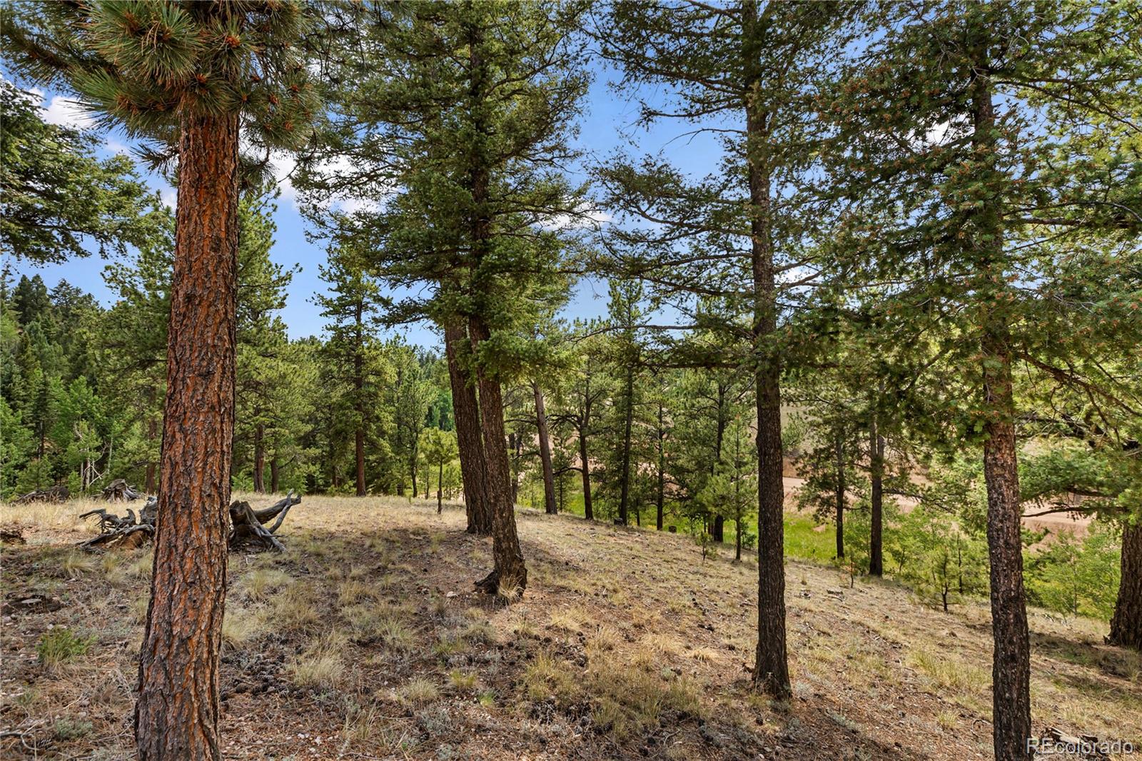 MLS Image #10 for 185  bear lake circle,divide, Colorado