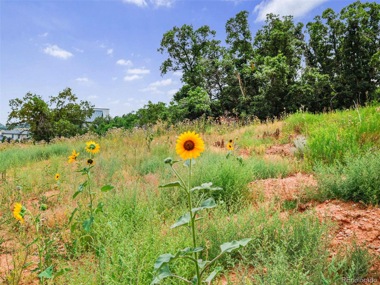 MLS Image #6 for 7983  raphael lane,littleton, Colorado