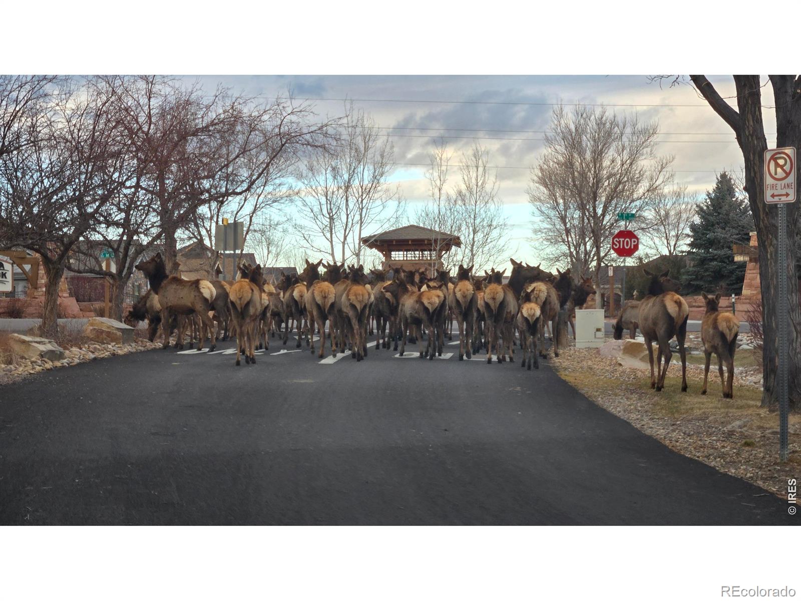 MLS Image #49 for 344  cove drive,loveland, Colorado