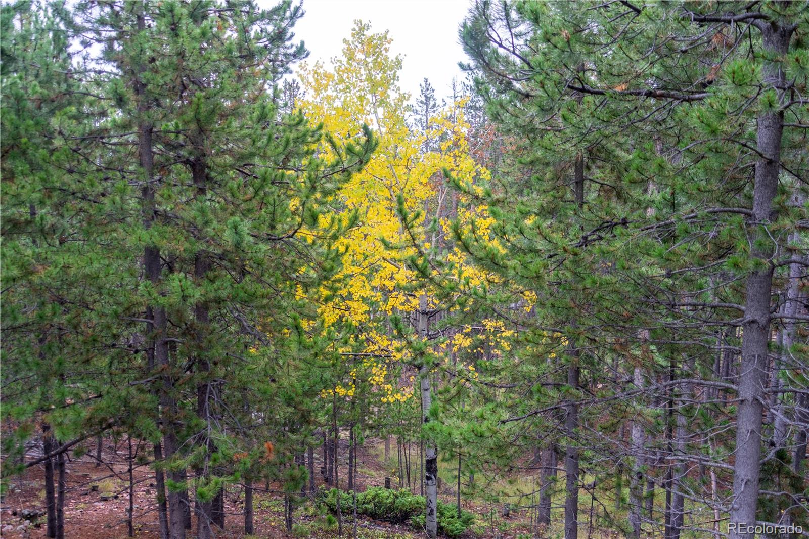 MLS Image #4 for 240  deer road,evergreen, Colorado