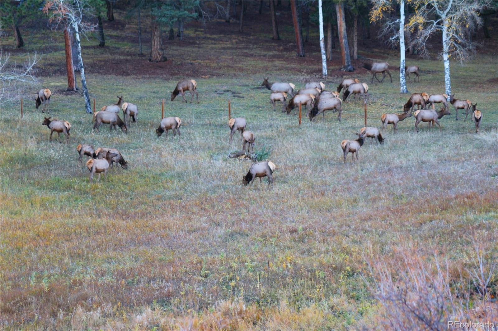 MLS Image #25 for 26115  amy circle,conifer, Colorado