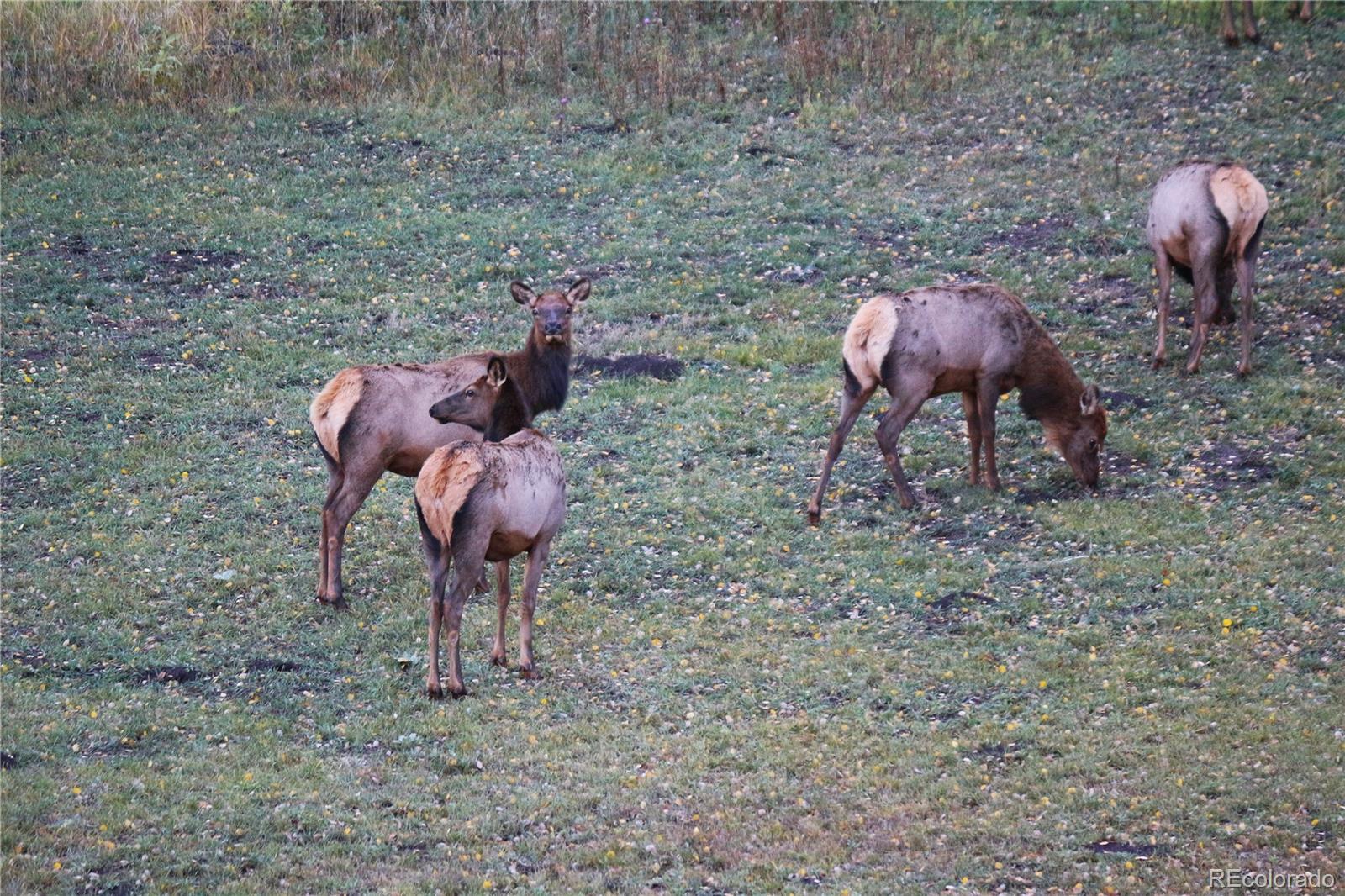 MLS Image #26 for 26115  amy circle,conifer, Colorado