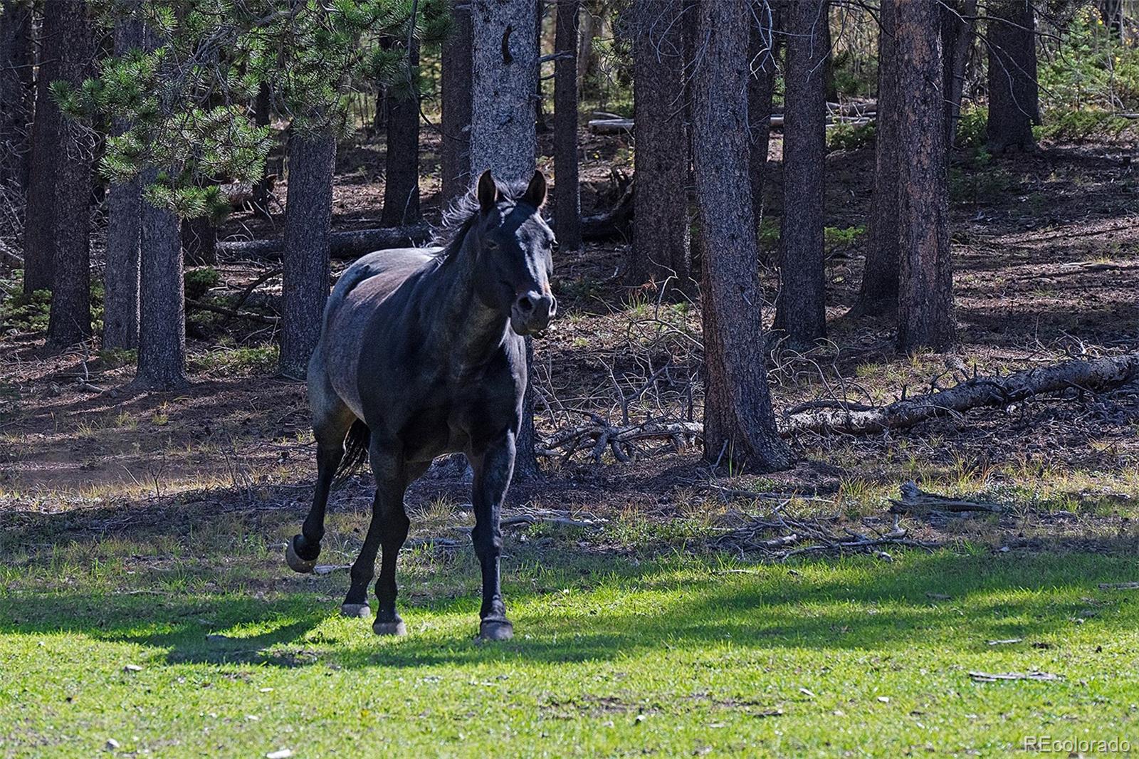 MLS Image #29 for 11800 s ridge road,conifer, Colorado