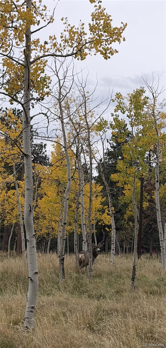 MLS Image #14 for 196  beaver trail,bailey, Colorado