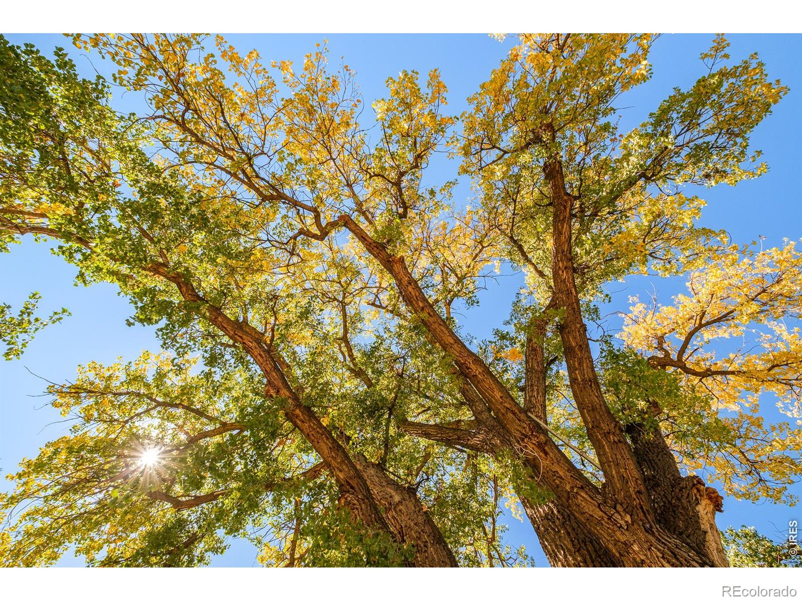 MLS Image #5 for 3796  63rd street,boulder, Colorado