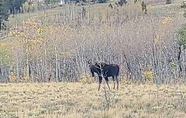 MLS Image #9 for 979  sheep ridge road,fairplay, Colorado