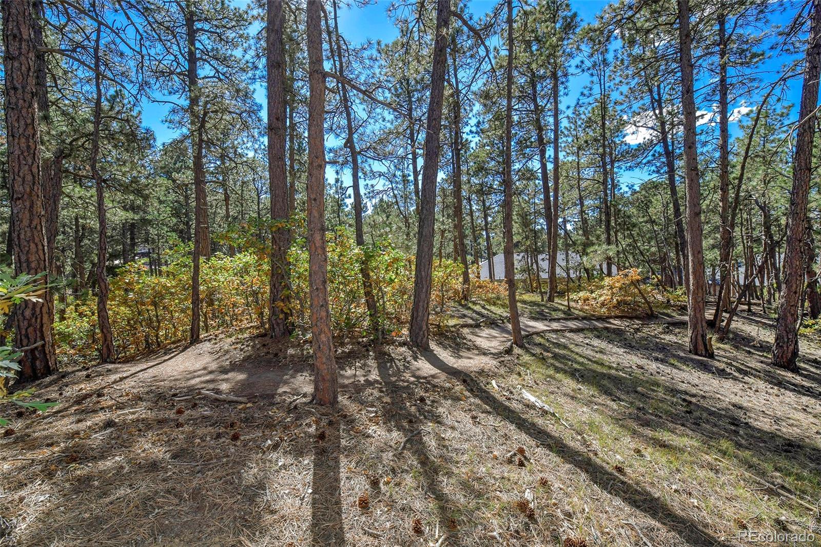 MLS Image #45 for 933  tree bark terrace,monument, Colorado