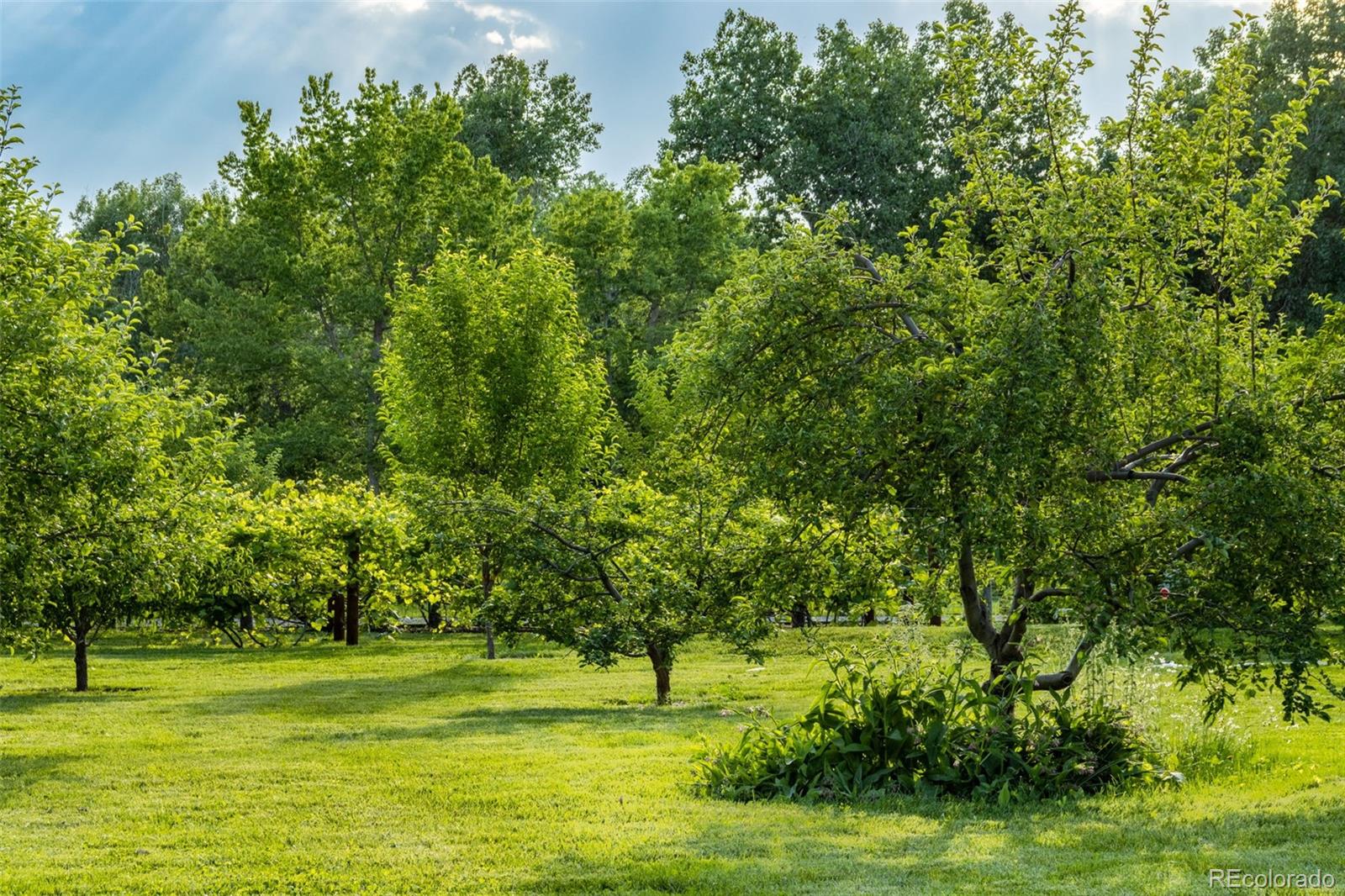 MLS Image #5 for 500  apple blossom lane,fort collins, Colorado