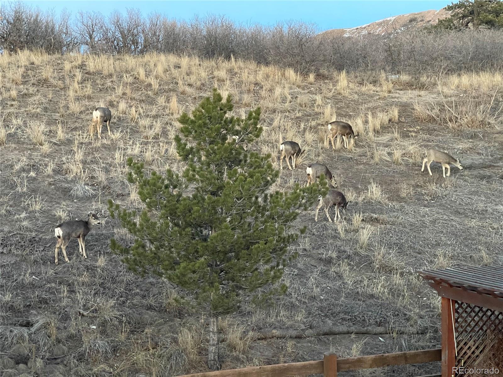 MLS Image #8 for 157  crosshaven place,castle rock, Colorado