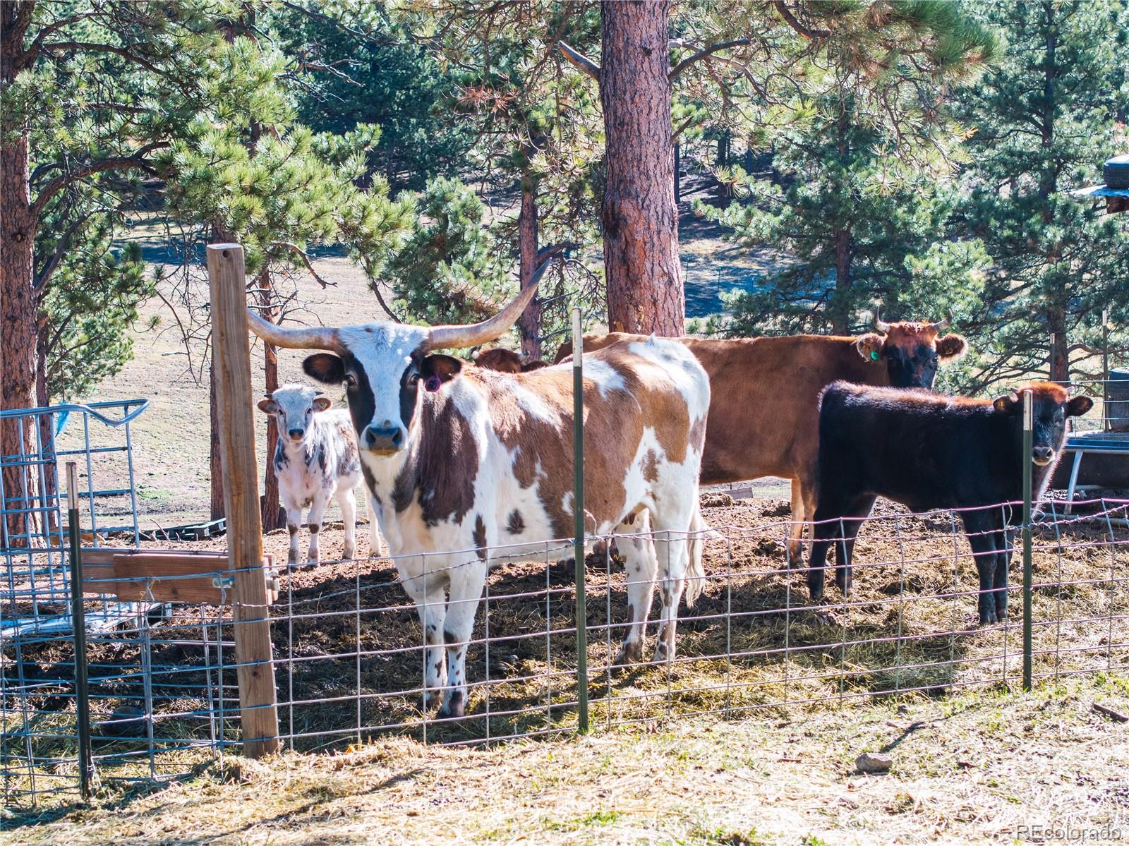 MLS Image #36 for 13220  county rd 1 ,florissant, Colorado