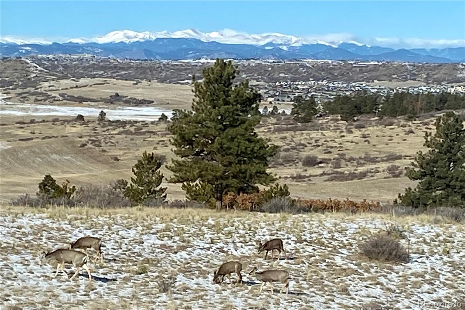 MLS Image #31 for 7804  lost lake drive,franktown, Colorado