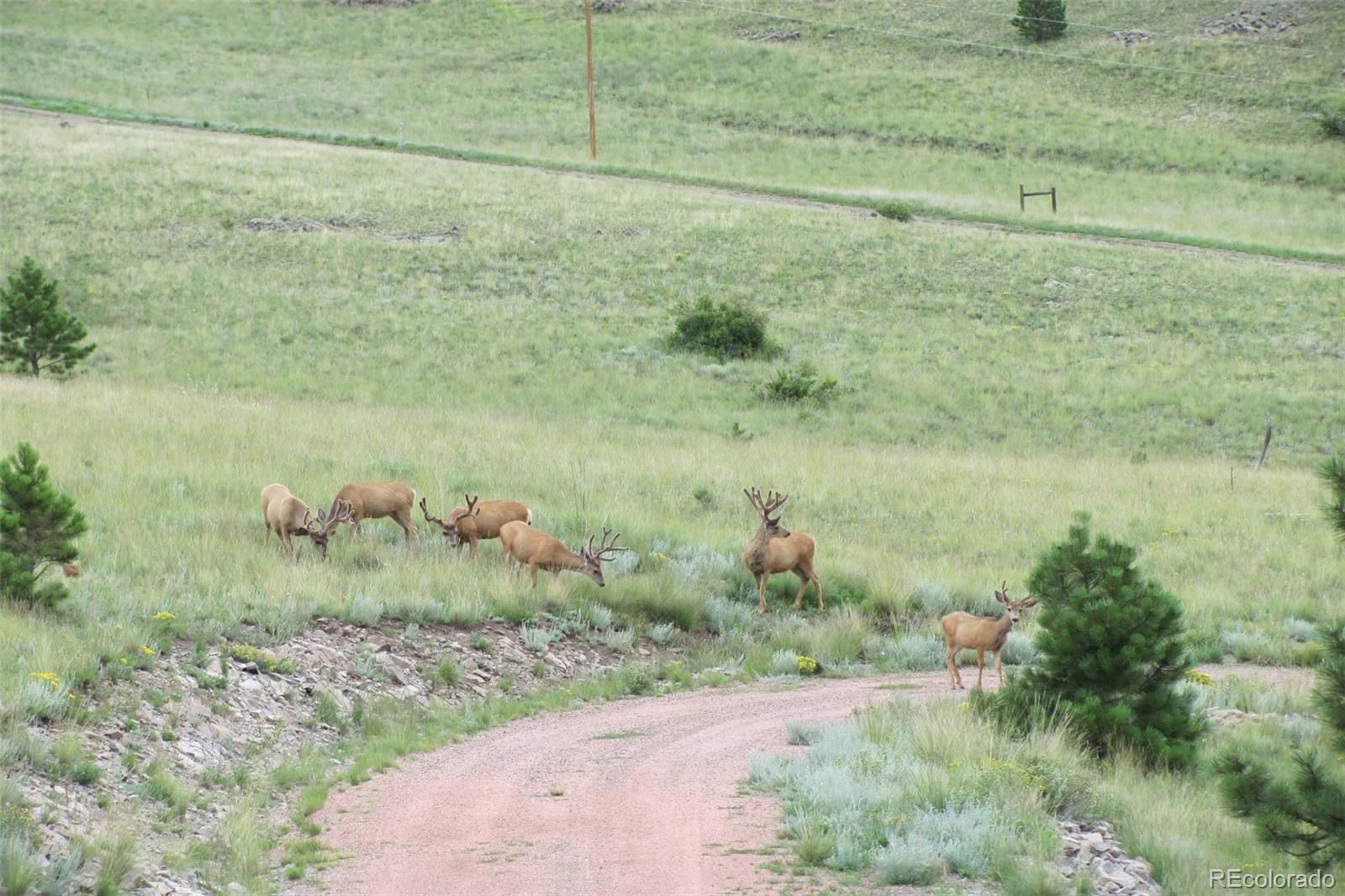 MLS Image #27 for 149  betty lou road,guffey, Colorado