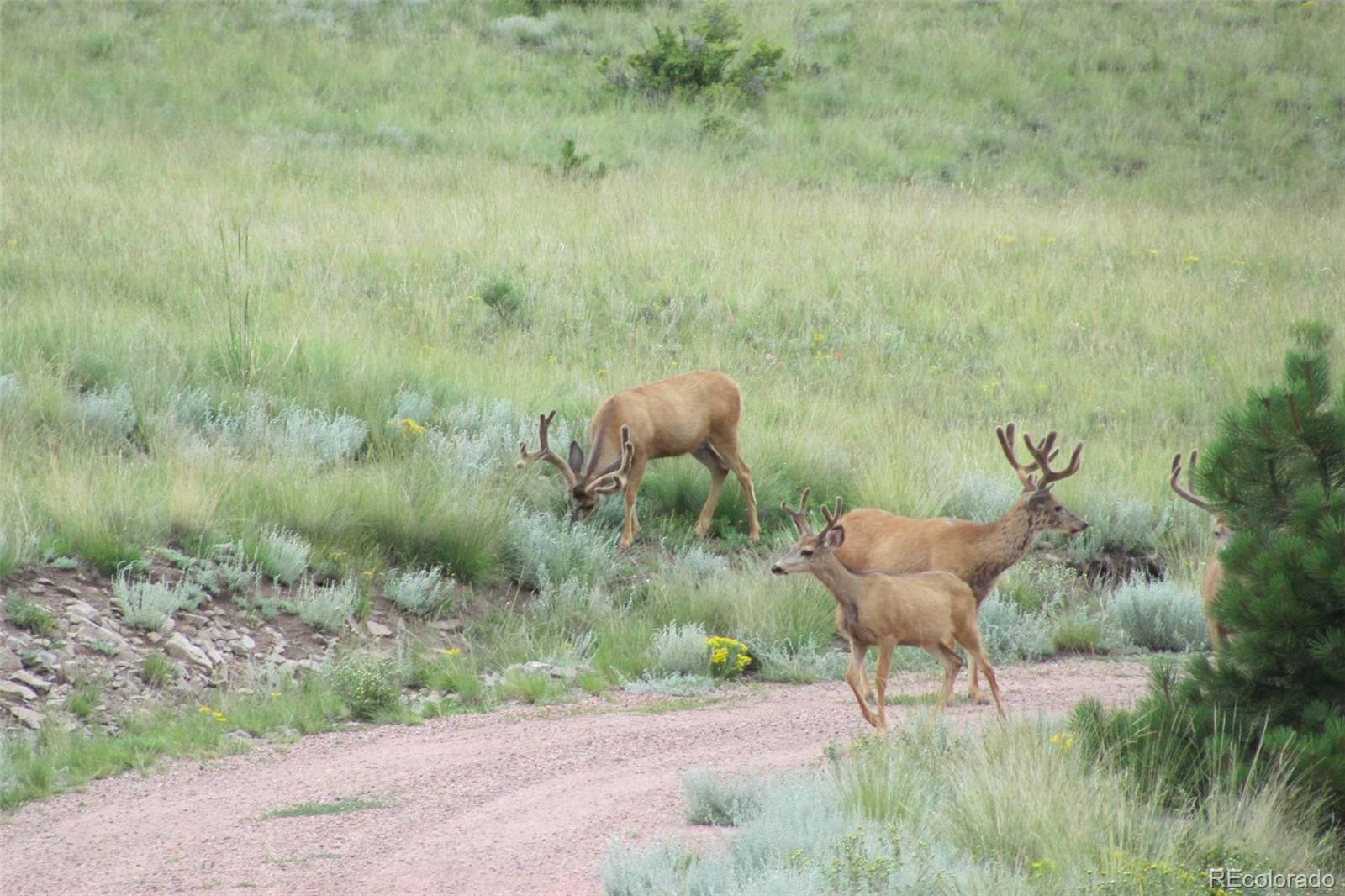 MLS Image #34 for 149  betty lou road,guffey, Colorado