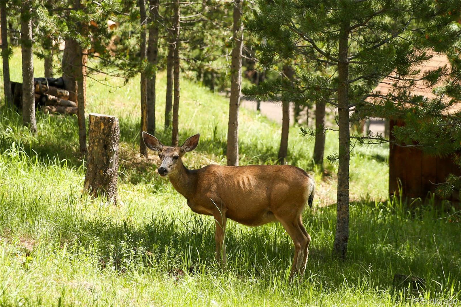 MLS Image #5 for 32705  saint moritz drive,evergreen, Colorado