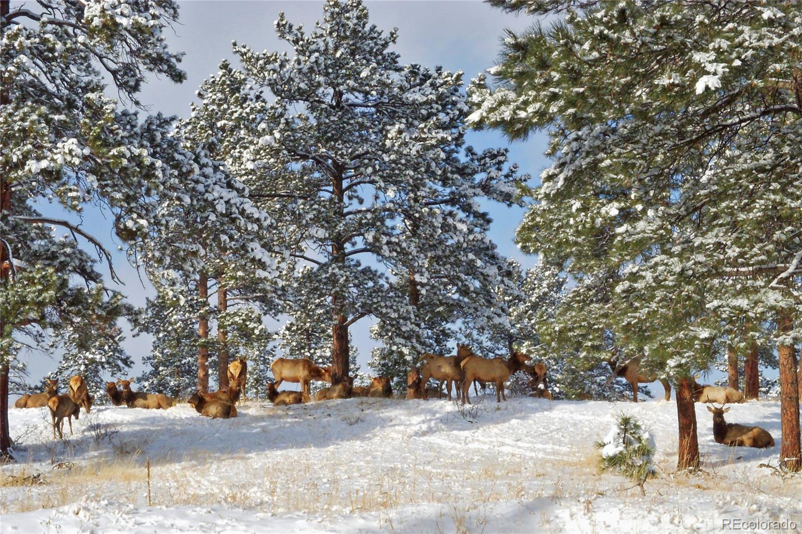 MLS Image #33 for 59  summit ranch way,golden, Colorado