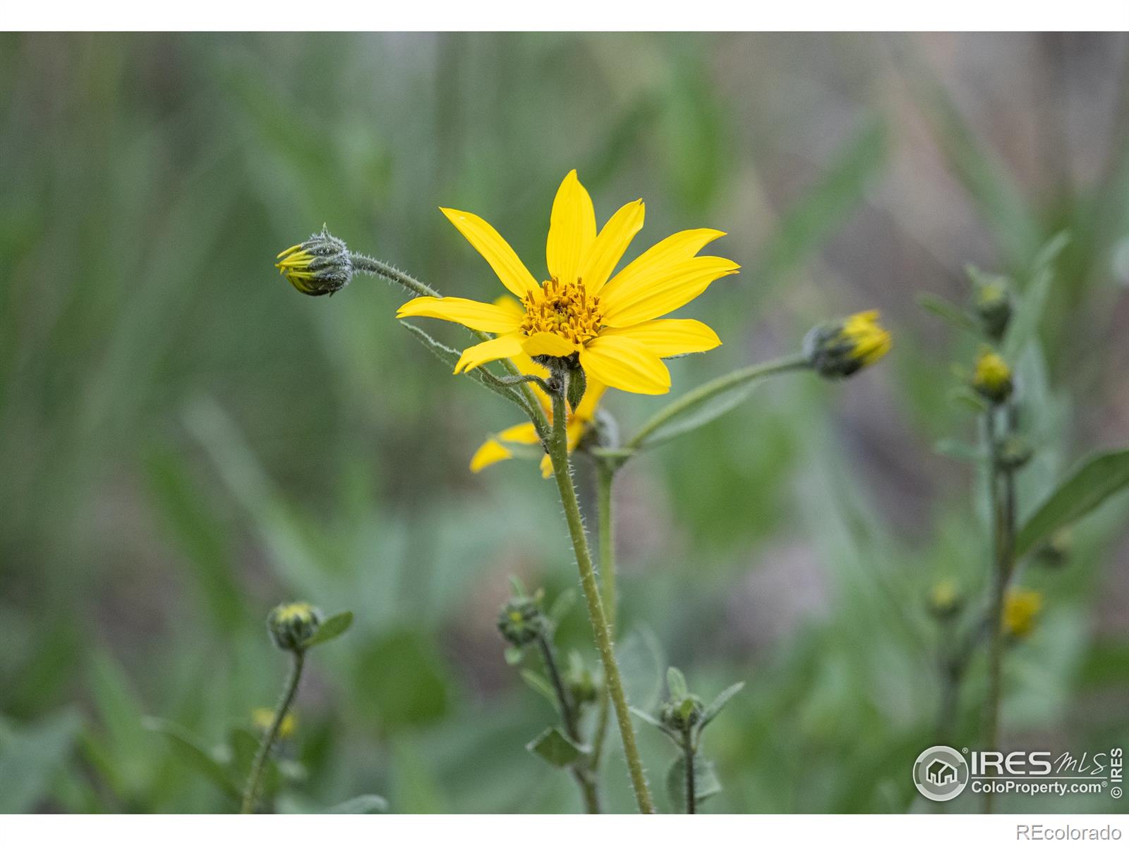 MLS Image #26 for 584  nugget hill road,jamestown, Colorado