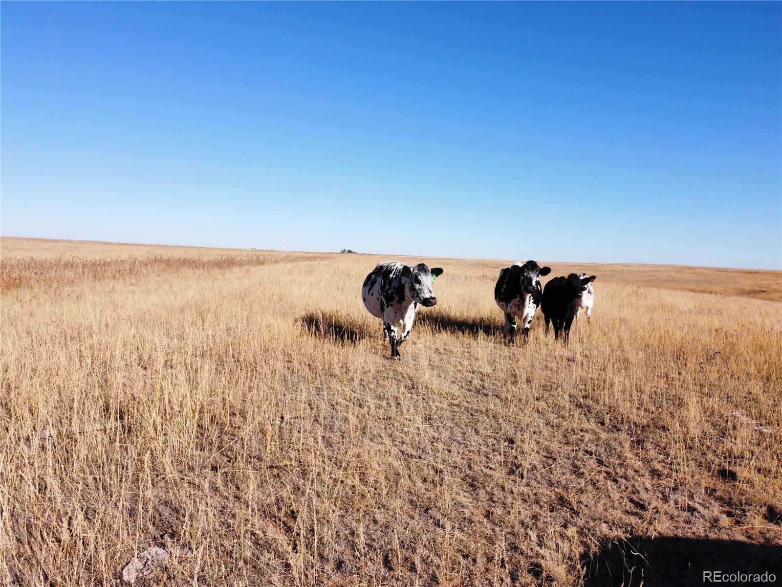 MLS Image #30 for 37461  county road 26 ,ramah, Colorado